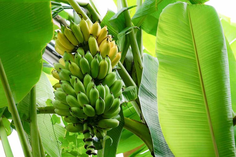 How to Grow and Care for Banana Plants | Gardener’s Path