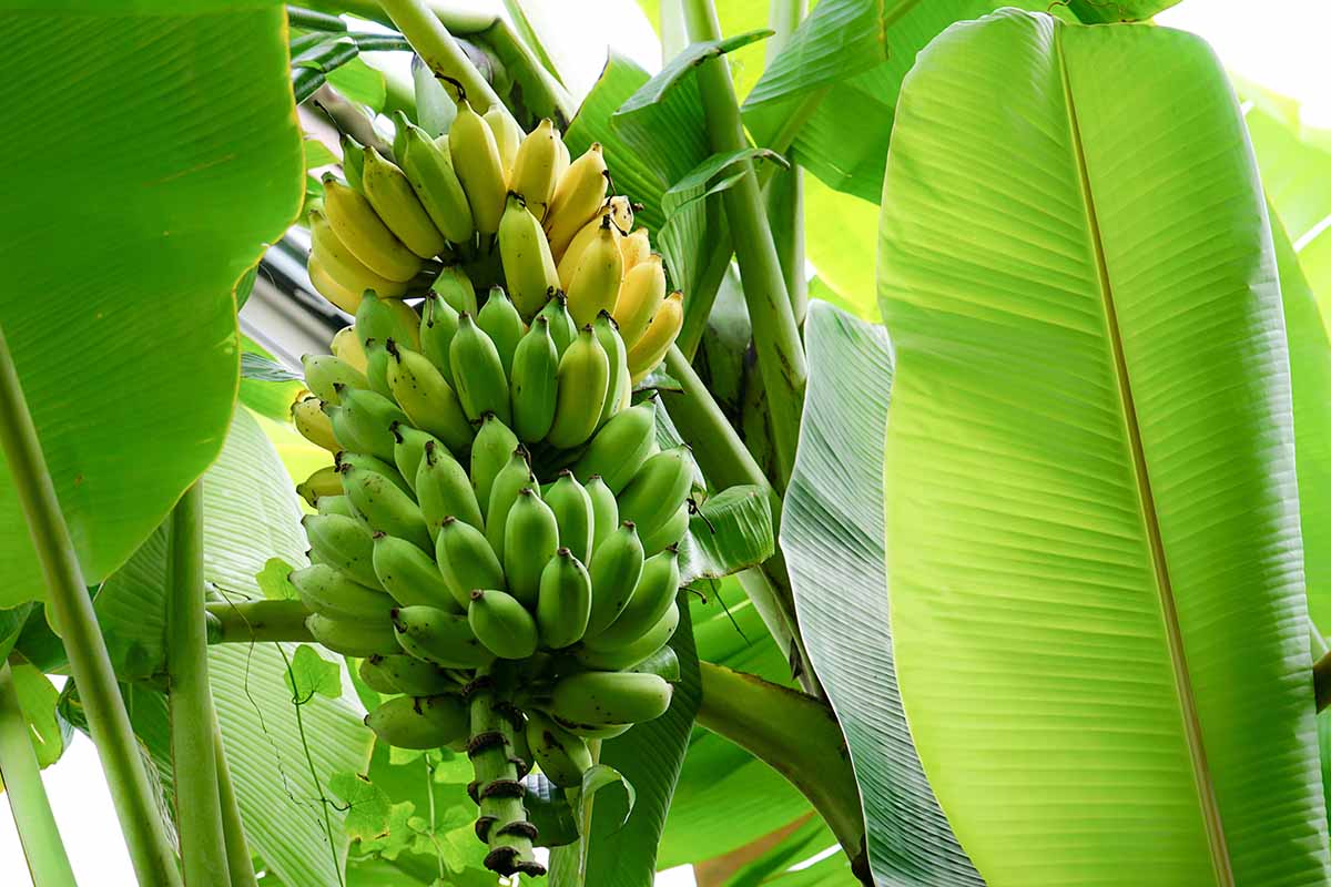 A close up horizontal image of a big bunch of bananas ripening on the tree, surrounded by foliage on a bright background.
