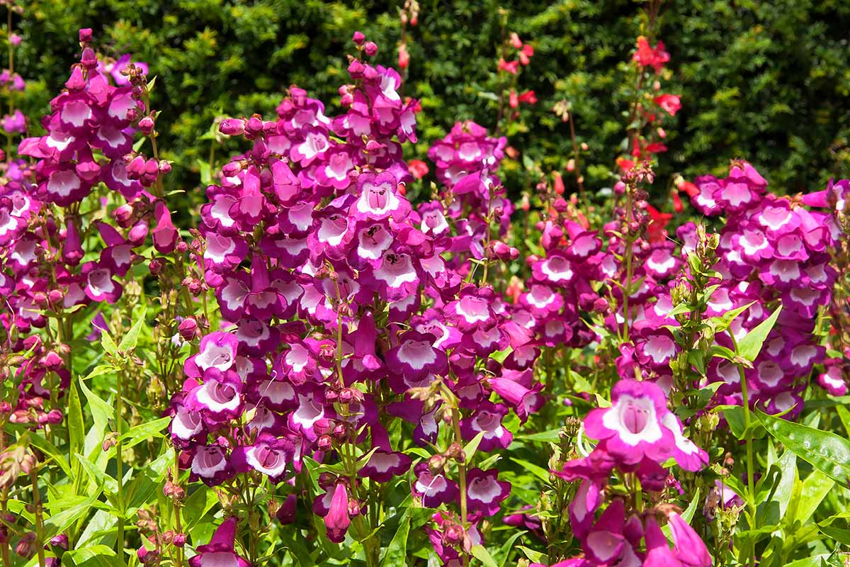 A horizontal photo of a garden bed filled with penstemon flowers. The blooms are a vibrant magenta with white centers.
