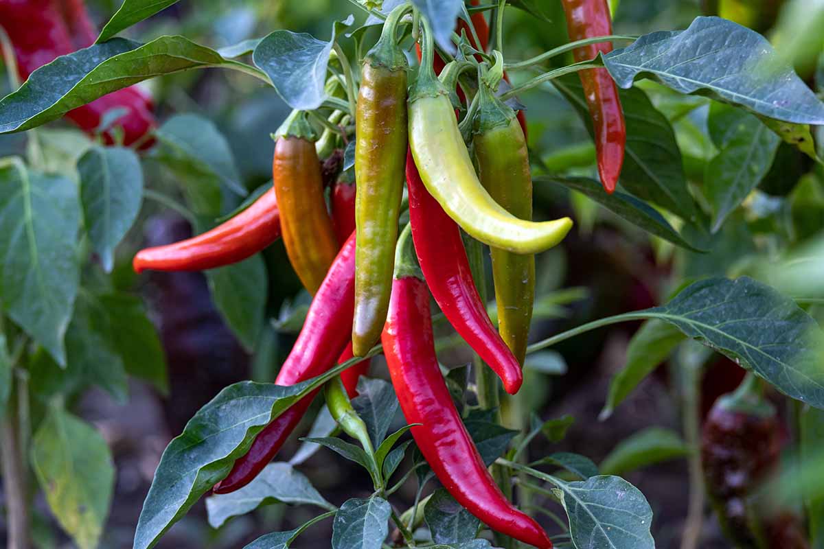 A horizontal photo of a pepper plant with several chili peppers ranging from a pale green to ripe bright red.