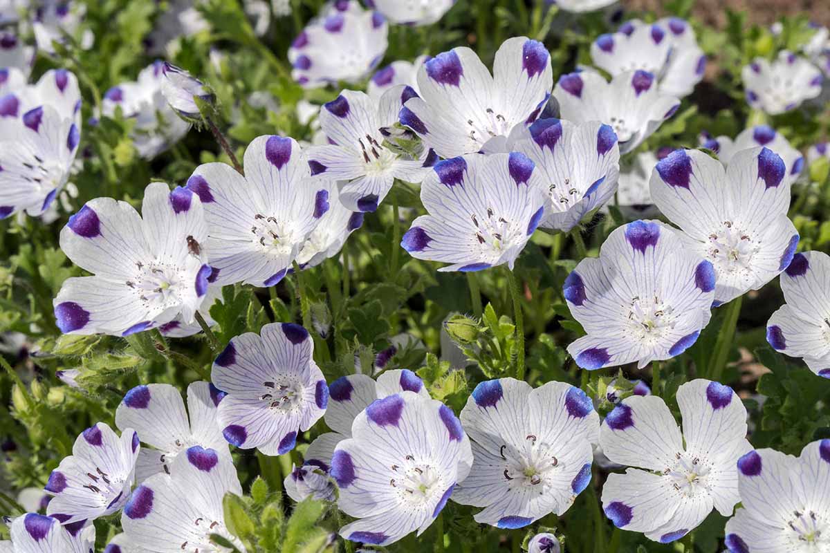 A horizontal photo of a five spot flower plant with white and purple tipped blooms growing in a garden.
