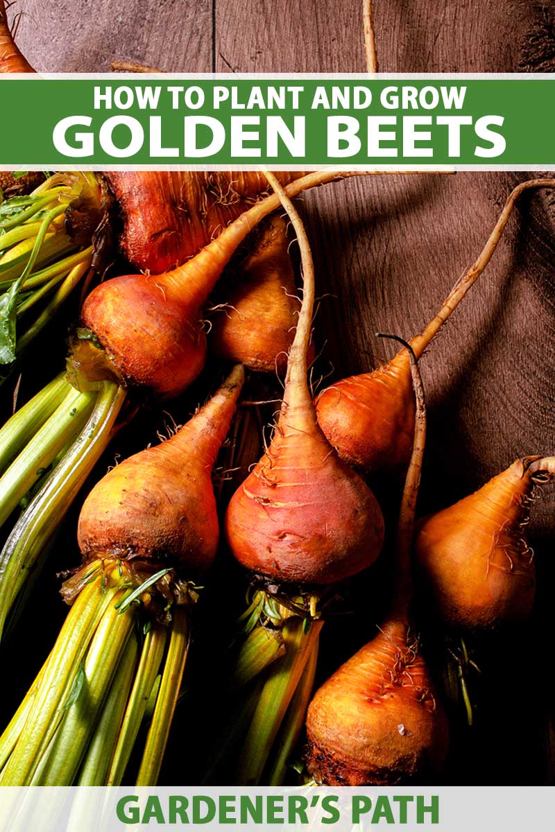 A close up vertical image of golden beets harvested, cleans and set on a wooden surface. To the top and bottom of the frame is green and white printed text.