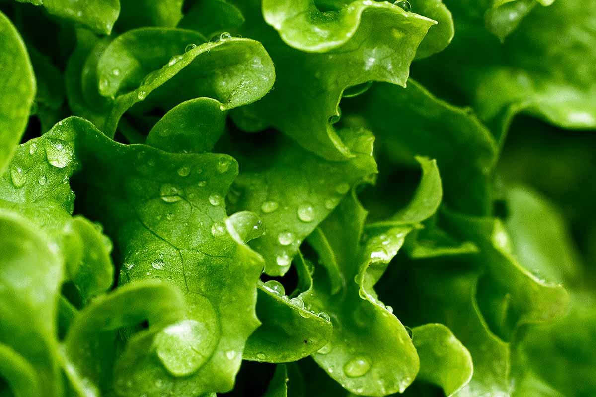 A horizontal close up of green leaf lettuce with water droplets on the leaves.