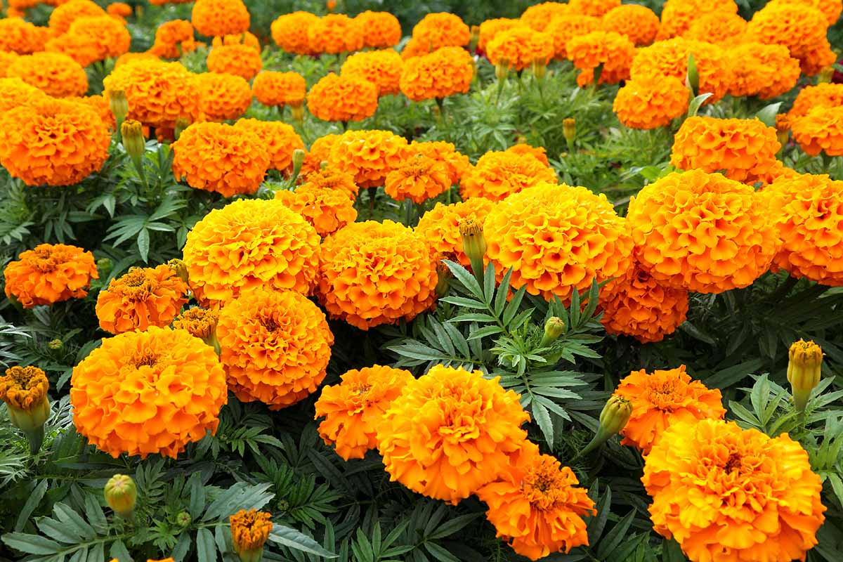 A close up horizontal image of orange marigolds growing in a mass planting in the garden.