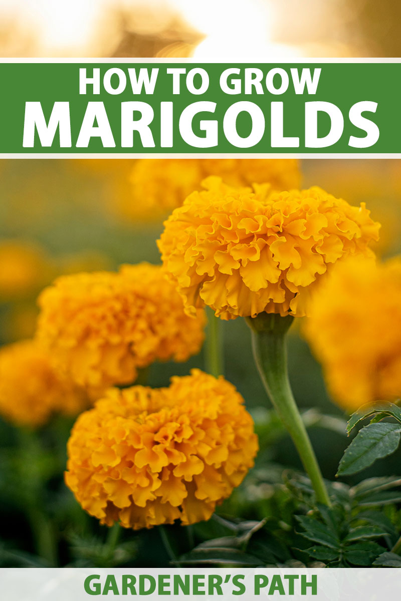 A close up vertical image of bright yellow marigolds growing in the garden pictured in evening sunshine on a soft focus background. To the top and bottom of the frame is green and white printed text.