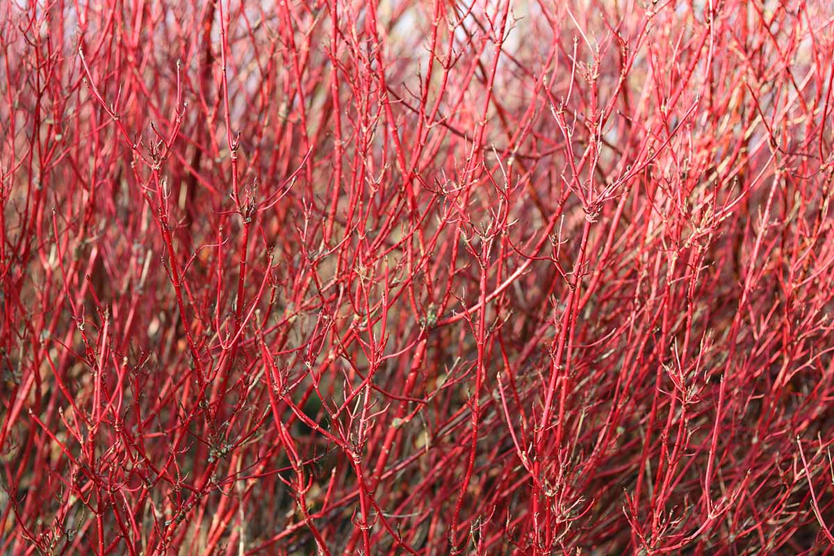 A close up horizontal image of the bright stems of a red twig dogwood in winter.