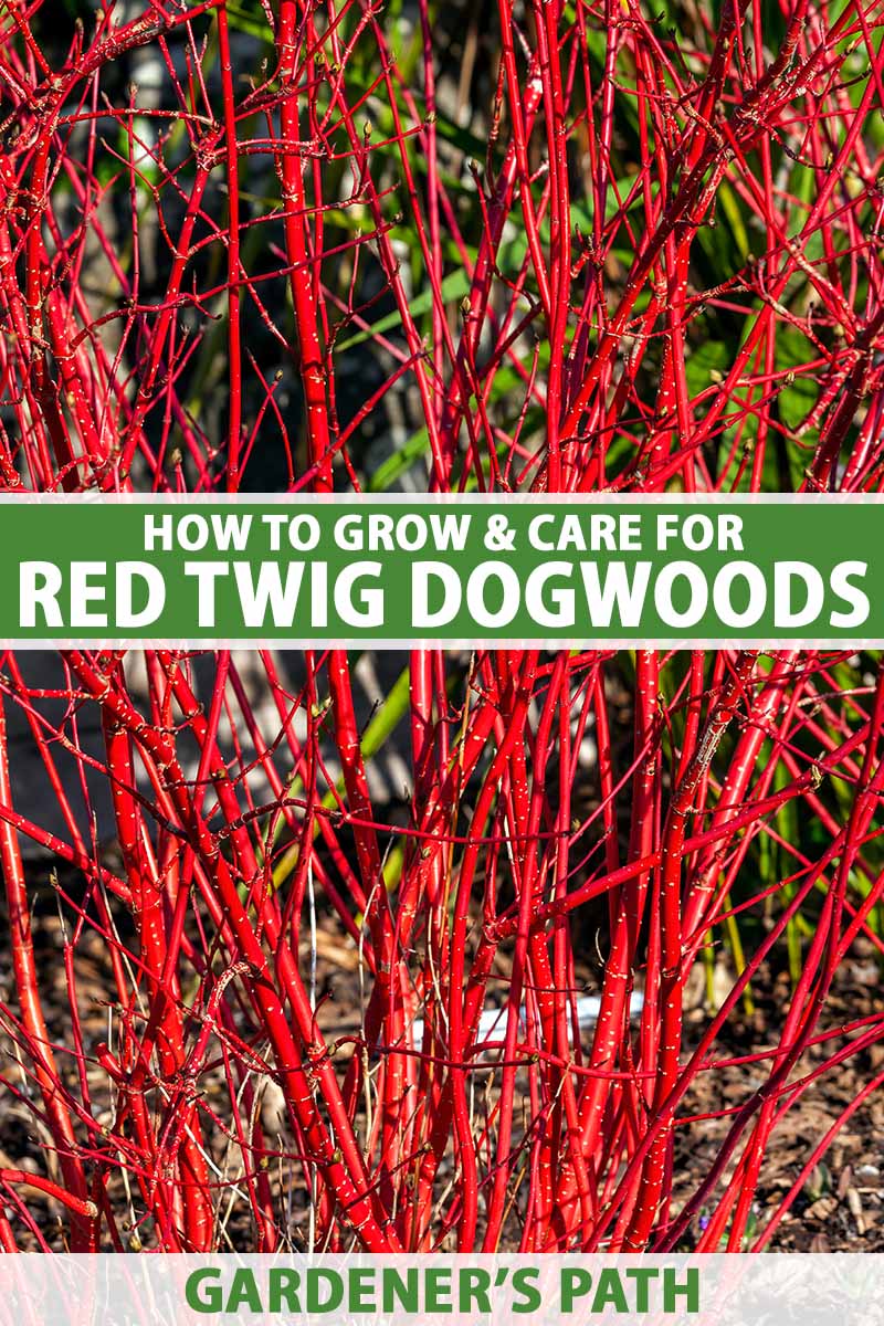 A close up vertical image of the stems of a red twig dogwood shrub growing in the garden in bright sunshine in winter. To the center and bottom of the frame is green and white printed text.