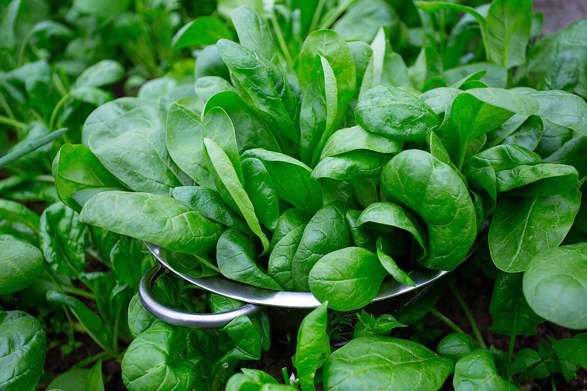 A horizontal photo of fresh spinach leaves in a metal colander in a garden.