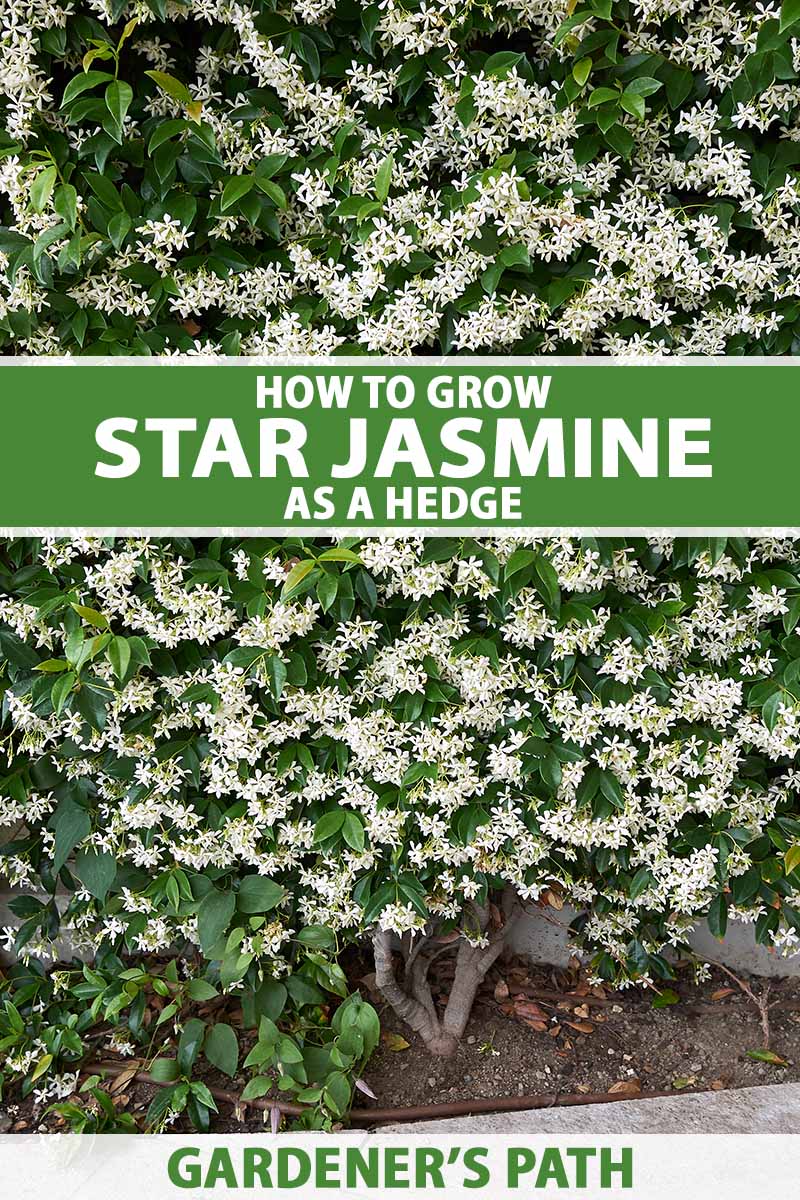 A close up vertical image of star jasmine (Trachelospermum jasminoides) trained to grow as a hedge. To the center and bottom of the frame is green and white printed text.