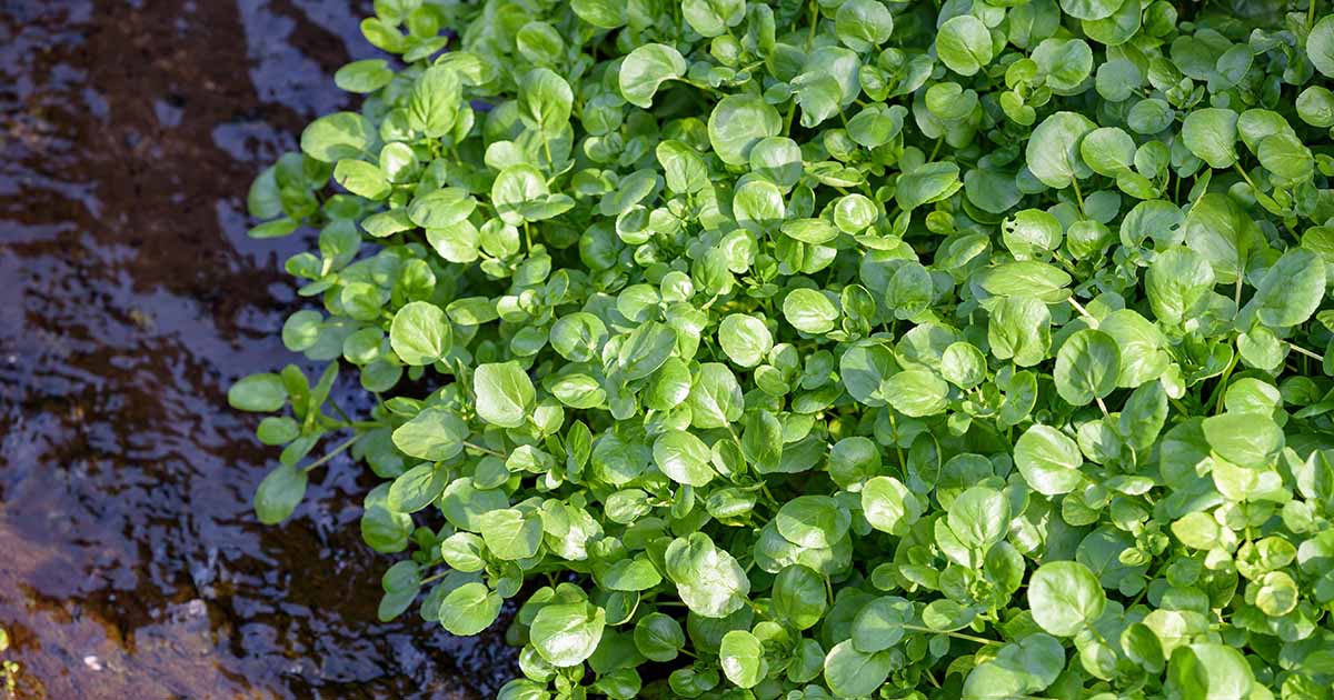 How to Plant and Grow Watercress