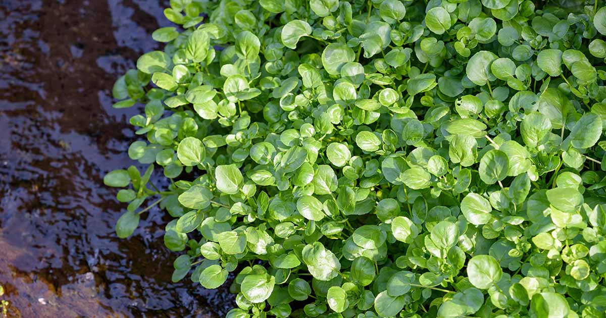 How To Plant And Grow Watercress Gardener s Path