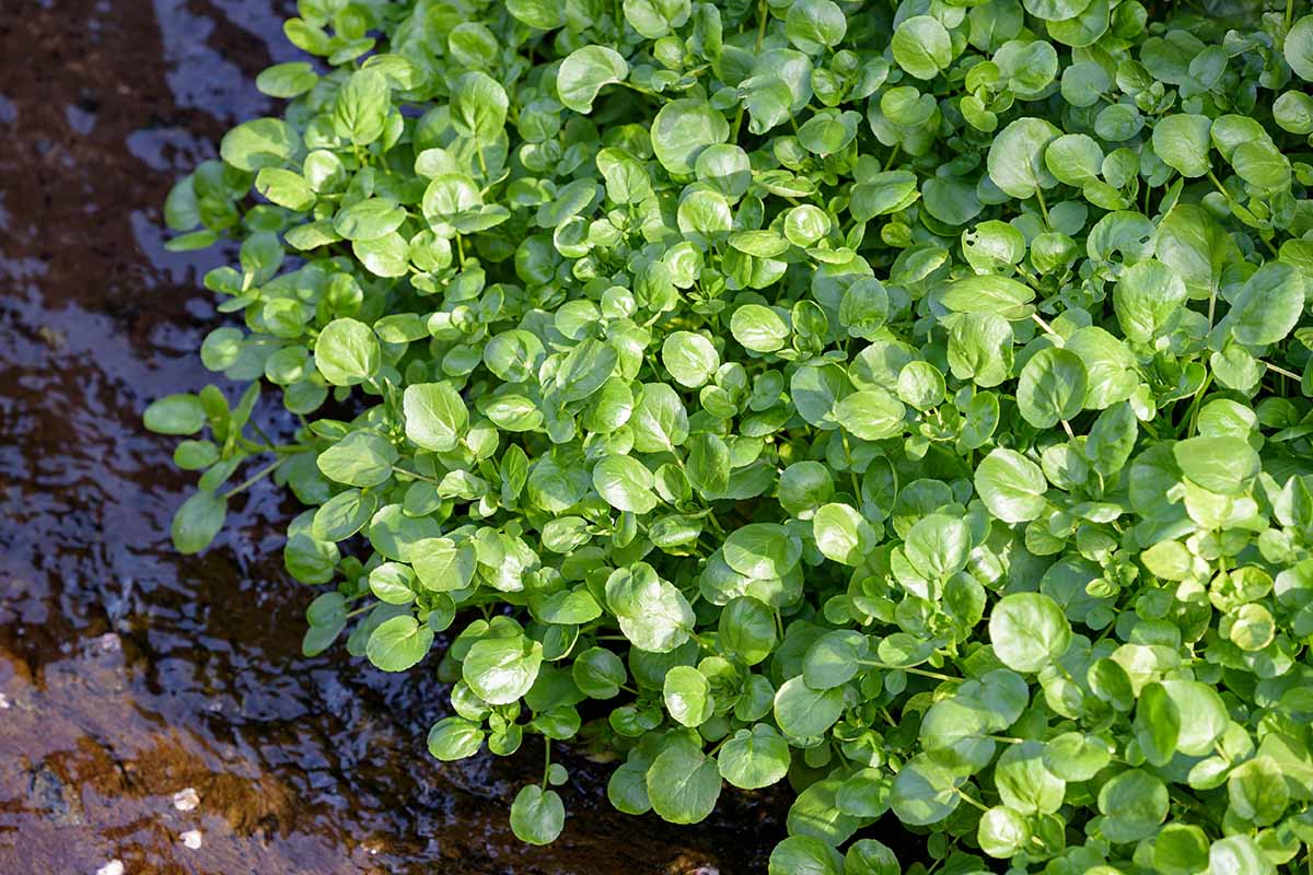 A horizontal photo of watercress plants growing in water.
