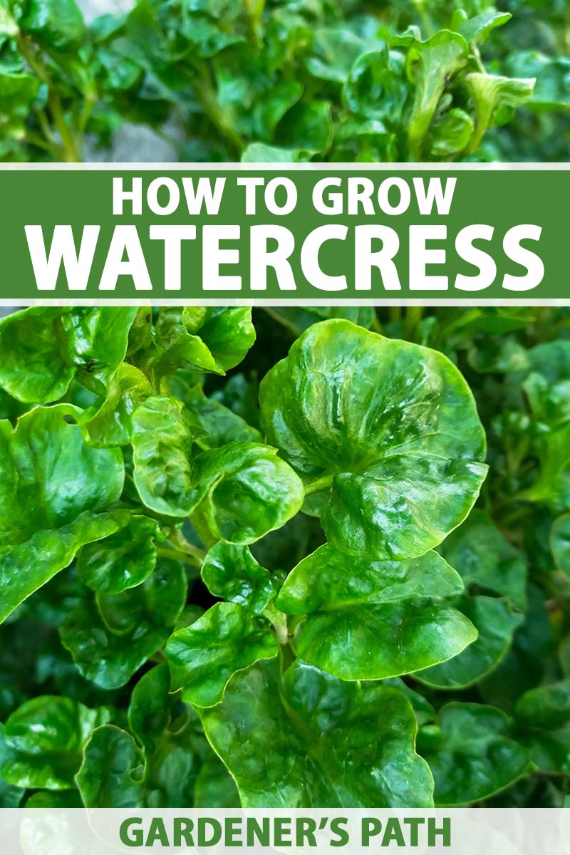 A vertical close up photo of watercress plants and their bright green leaves. Green and white text span the center and bottom of the frame.