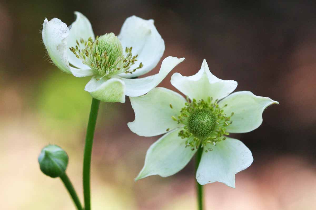 A close up horizontal image of two thimbleweed (Anemone virginiana) flowers pictured on a soft focus background.
