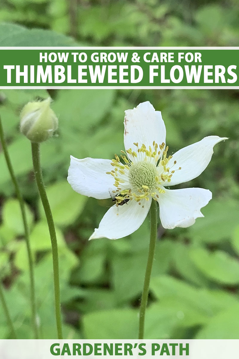 A close up vertical image of a white thimbleweed (Anemone virginiana) flower growing in the garden pictured on a soft focus background. To the top and bottom of the frame is green and white printed text.