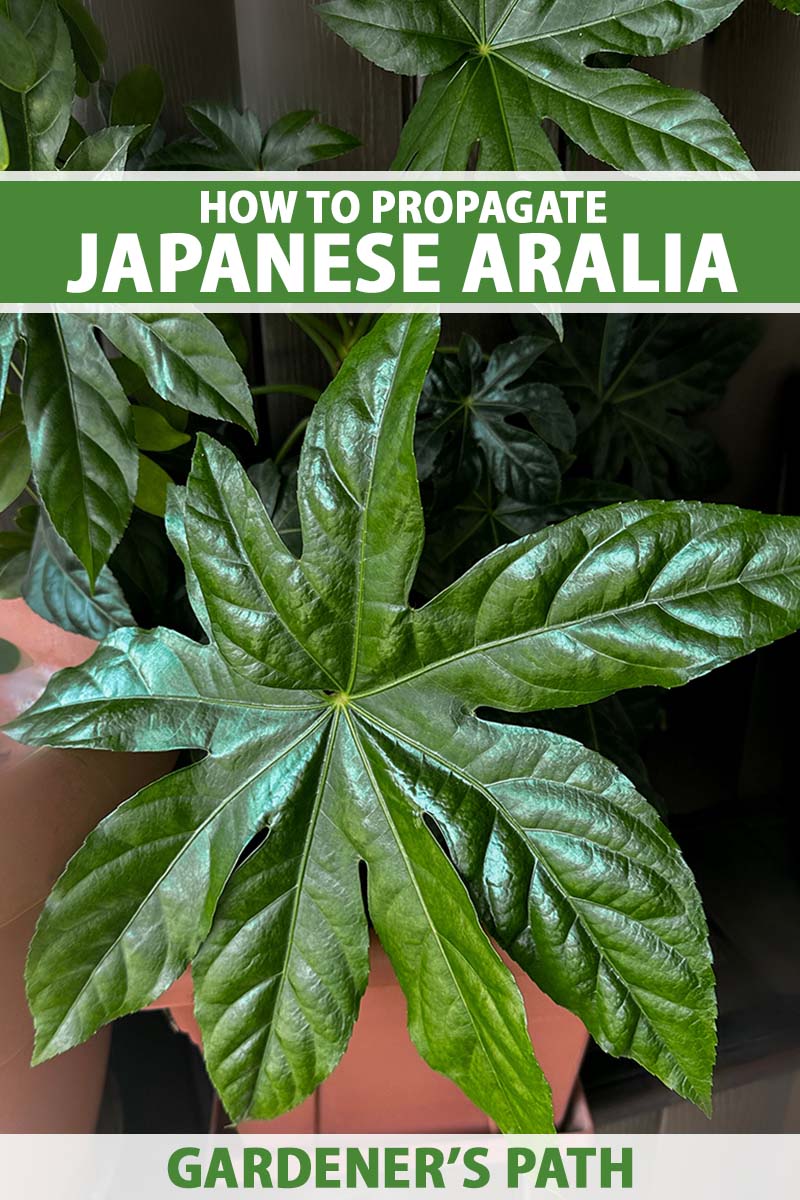 A close up vertical image of the dark green textured foliage of a Japanese aralia (Fatsia japonica) growing in a pot indoors. To the top and bottom of the frame is green and white printed text.