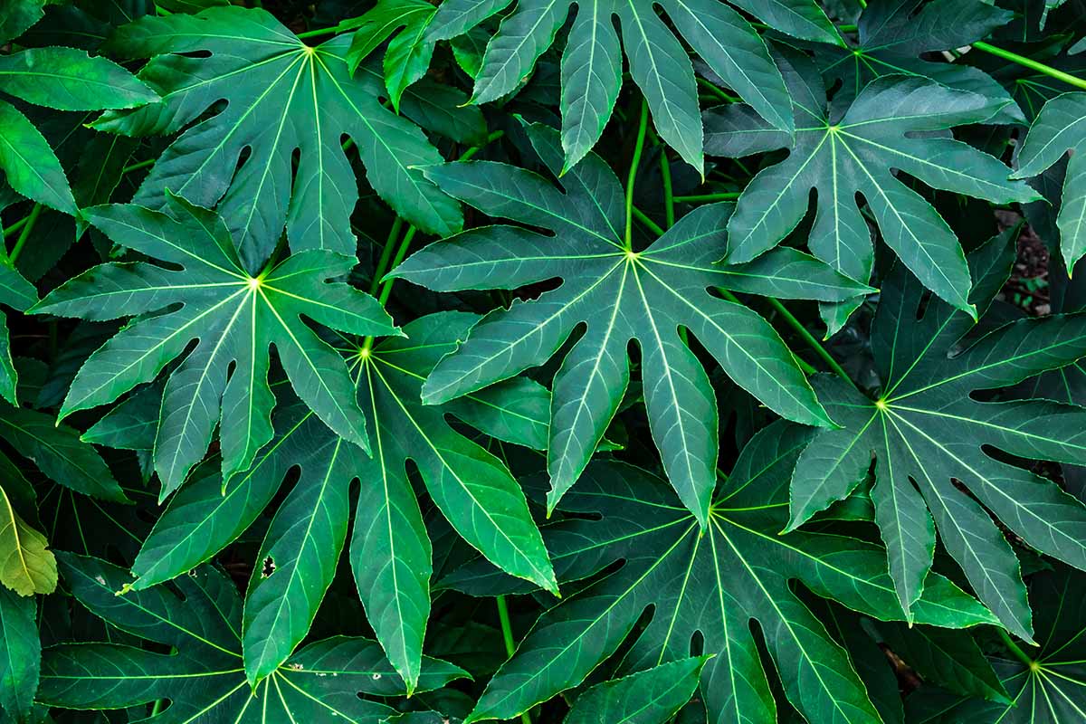A close up horizontal image of the foliage of Fatsia japonica growing in the garden.