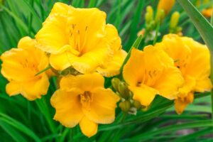 A horizontal close up of a clump of daylilies with bright yellow blooms.