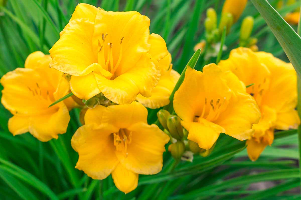 A horizontal close up of a clump of daylilies with bright yellow blooms growing in the garden.