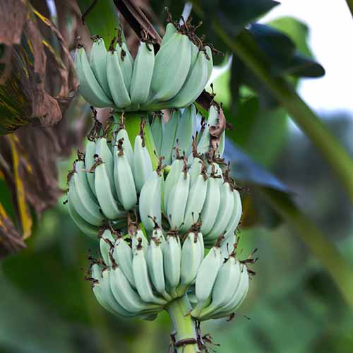 A close up square image of ice cream bananas growing on the tree ready for harvest pictured on a soft focus background.