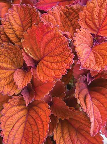 A close up of the bright red foliage of 'Inferno' coleus.