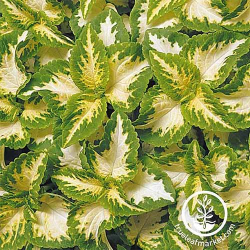 A square image of the variegated foliage of 'Jade' coleus. To the bottom right of the frame is a white circular logo with text.