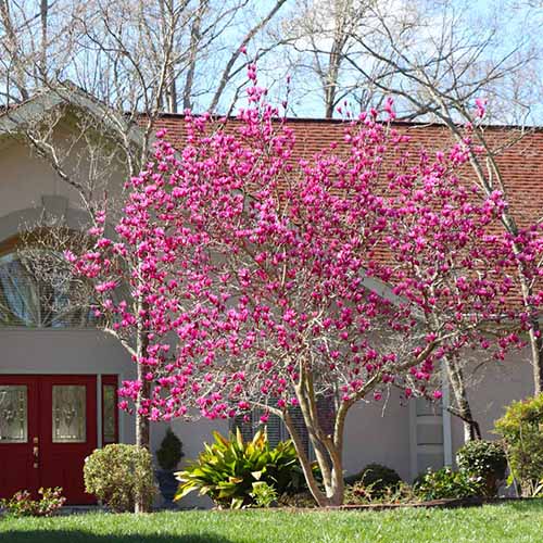 A square product photo of a Jane magnolia tree in full bloom in front of a house.