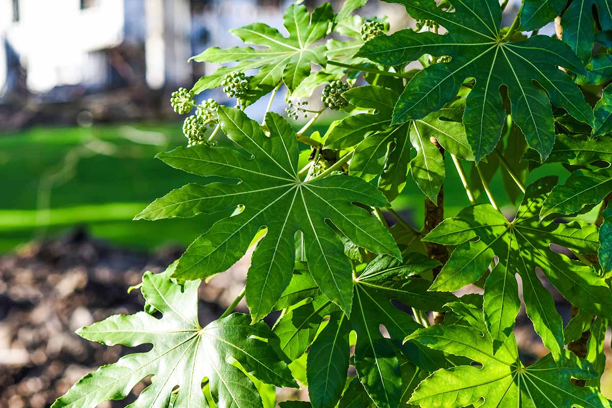 A close up horizontal image of Japanese aralia growing in the garden with green berries ripening.
