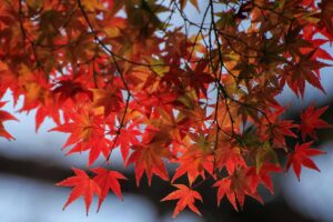 A horizontal photo of red and yellow autumn leaves of a Japanese maple tree.