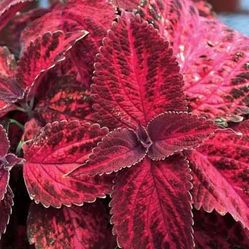 A close up of the red variegated foliage of 'Kingswood Torch' coleus growing in the garden.