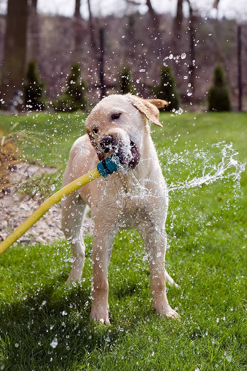 A close up vertical image of a Labrador dog drinking water straight from a garden hose in the garden.