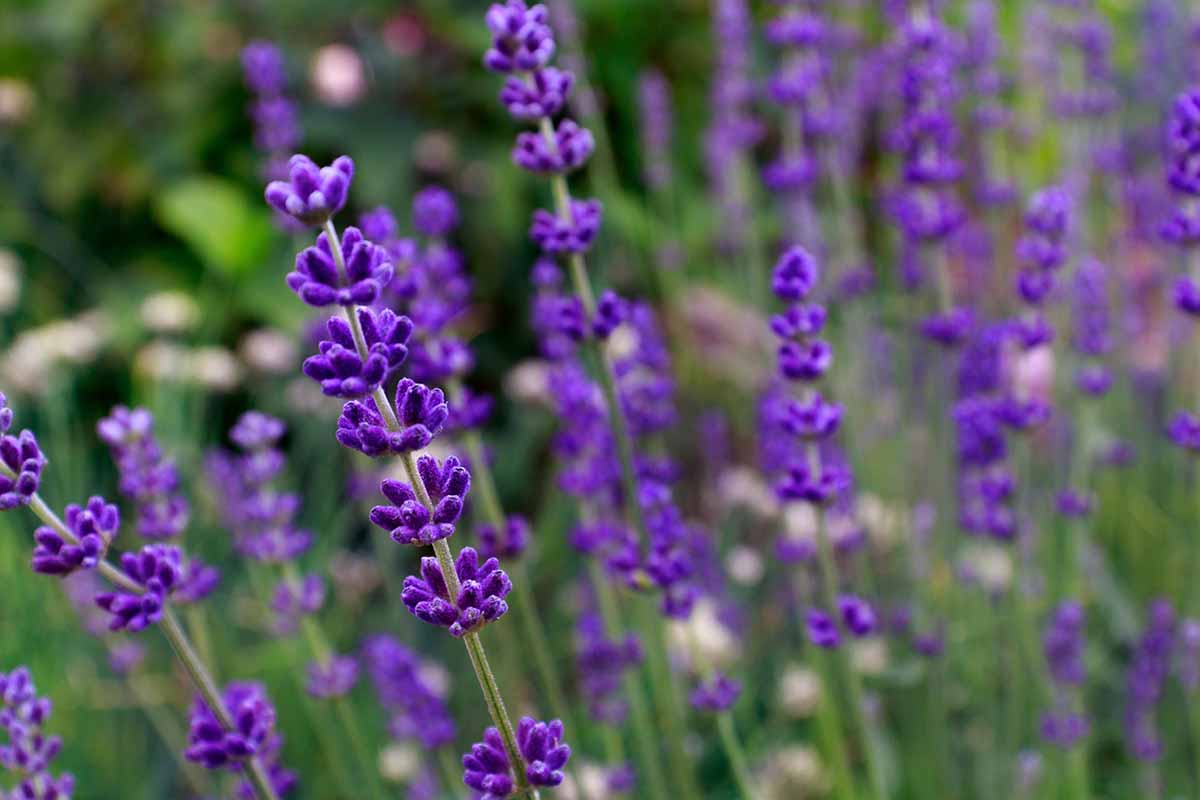 A horizontal image of lavender in full bloom with deep purple flowers, fading to soft focus in the background.