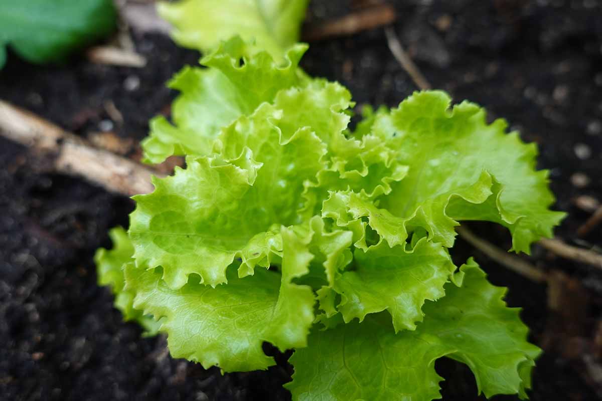 A horizontal photo of a leaf lettuce plant growing in the garden.