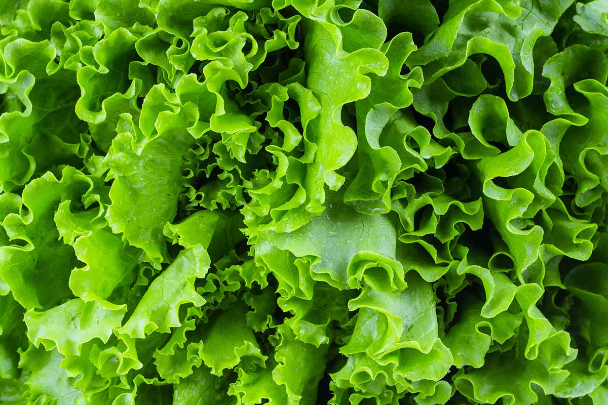 A horizontal close up of leaf lettuce in the garden that is ready to be harvested.