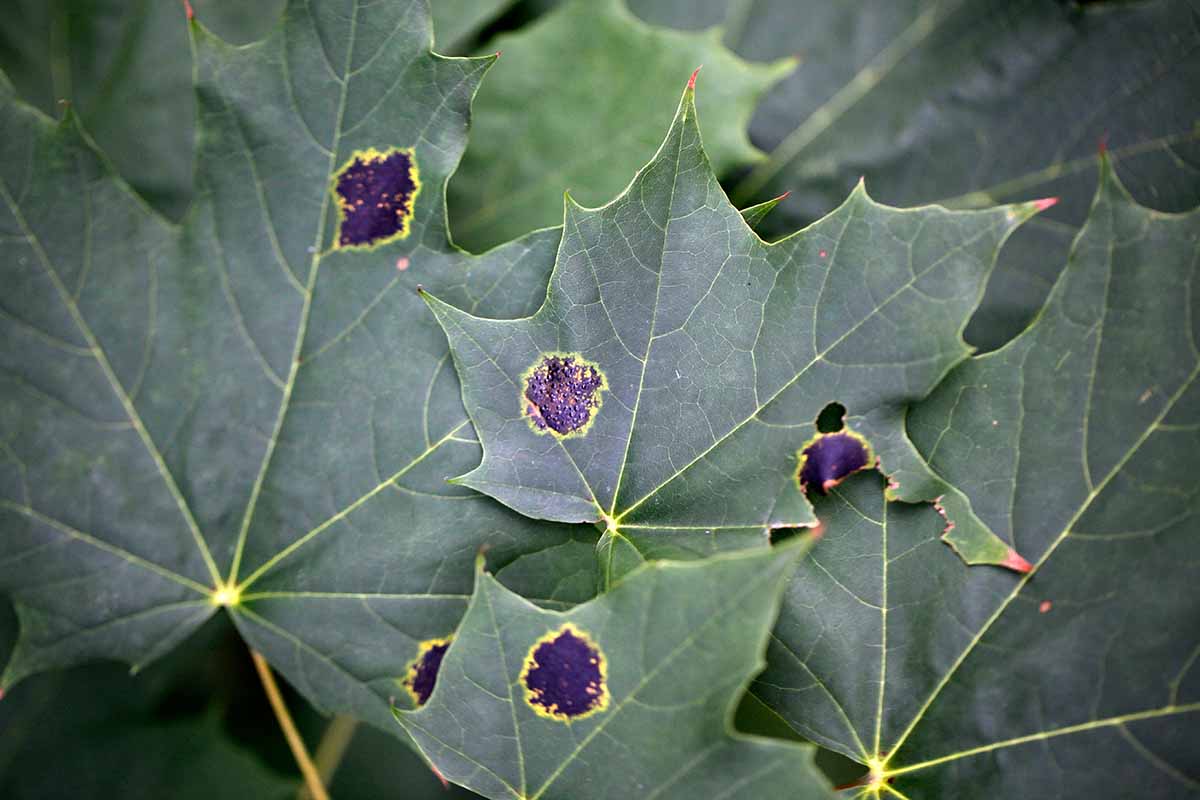 A horizontal photo of several dark green maple leaves with dark leaf spots.