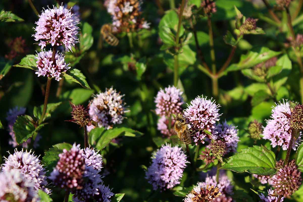 A close up horizontal image of the light purple flowers of Mentha piperita 'Lemon' growing in the garden pictured in light sunshine.