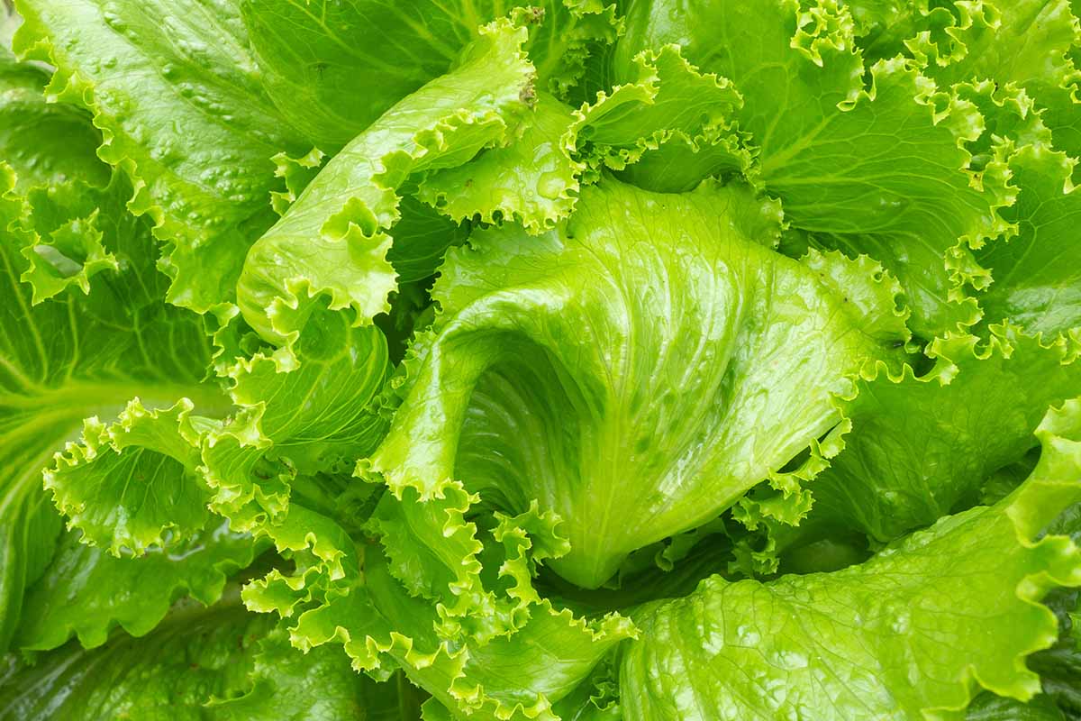 A horizontal close up shot of leaf lettuce leaves curling together.