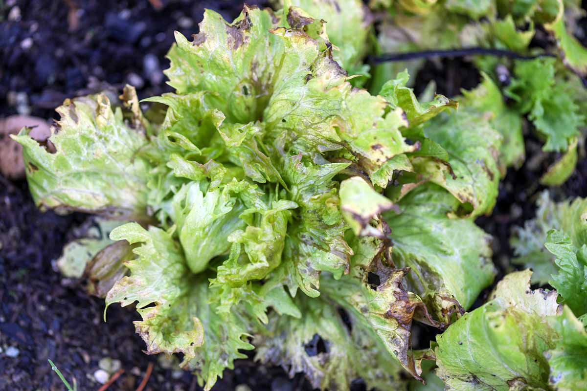A horizontal shot of a lettuce plant in a garden with soft rot along the edges of the leaves.