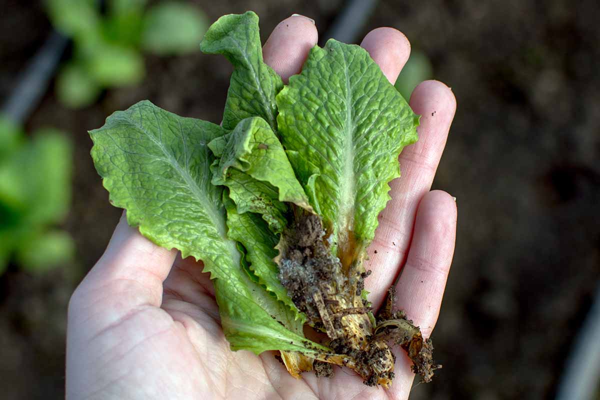 A horizontal shot of a few leaves of lettuce suffering from soft rot in the palm of a gardener's hand.
