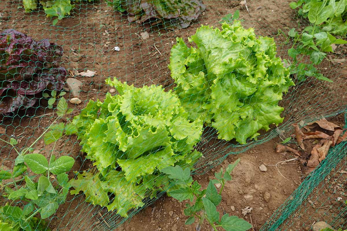 A horizontal photo of lettuce plants growing in a row in a vegetable garden.
