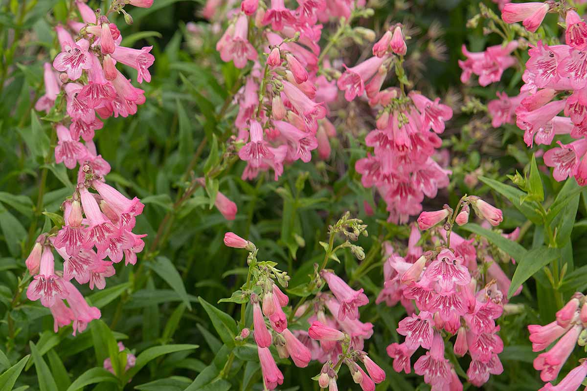 A horizontal photo of a field of blooming light pink penstemon flowers.