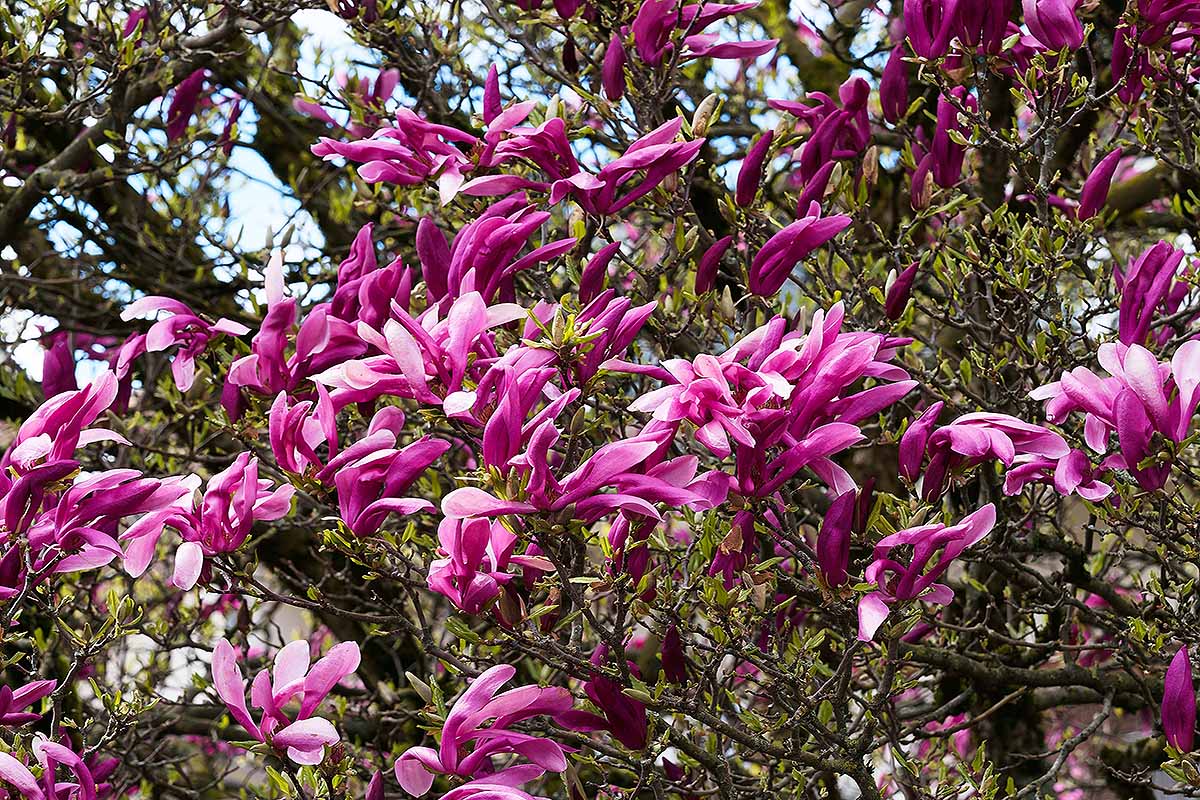 A close up horizontal image of the bright pink flowers of Magnolia liliflora growing in the garden.