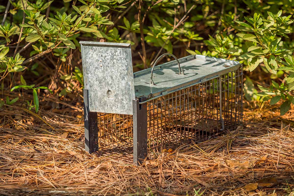 A close up horizontal image of a live trap set in a garden amongst some bushes.