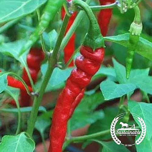 A square product photo of a Long Red Thin Cayenne plant with several ripe peppers.