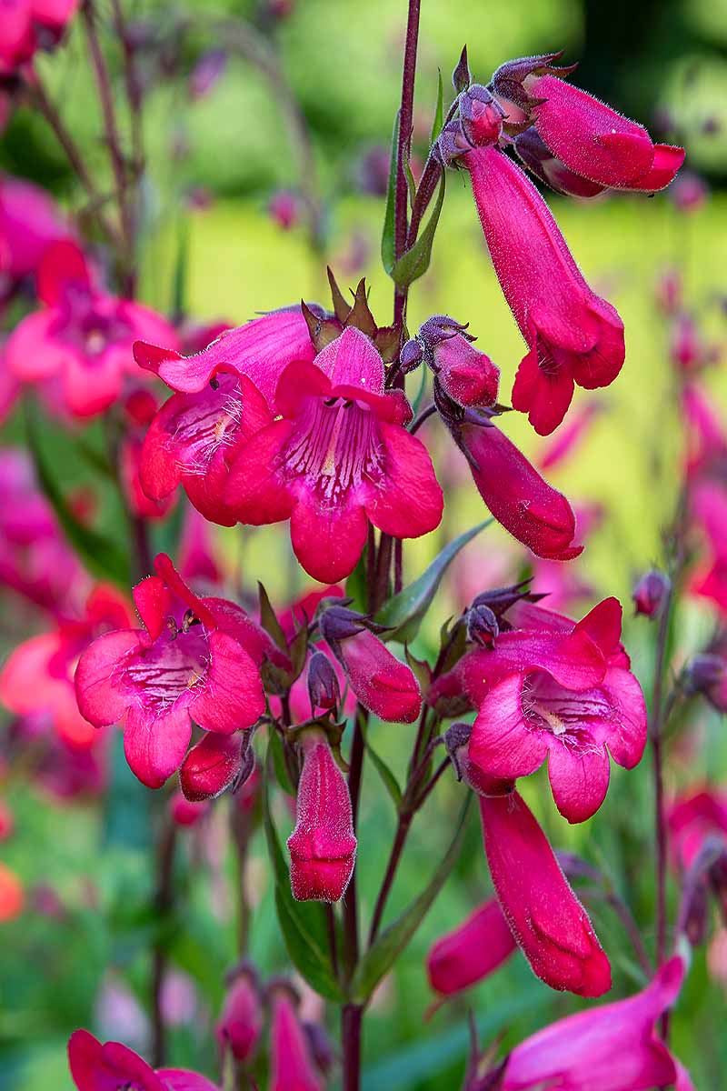 A vertical close up of a magenta-colored penstemon in bloom.