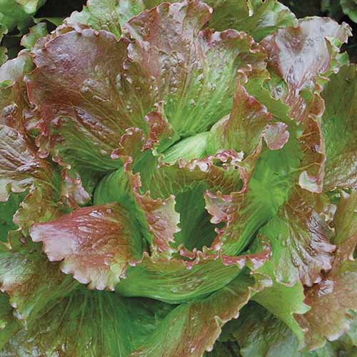 A square product photo of Magenta lettuce.