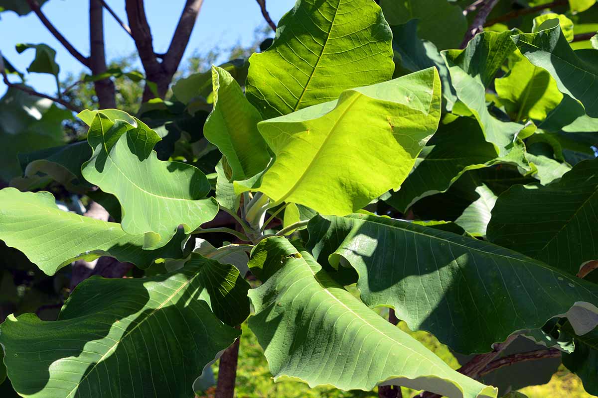 A horizontal photo of large, green magnolia leaves on a tree. The foliage is highlighted by sunlight.