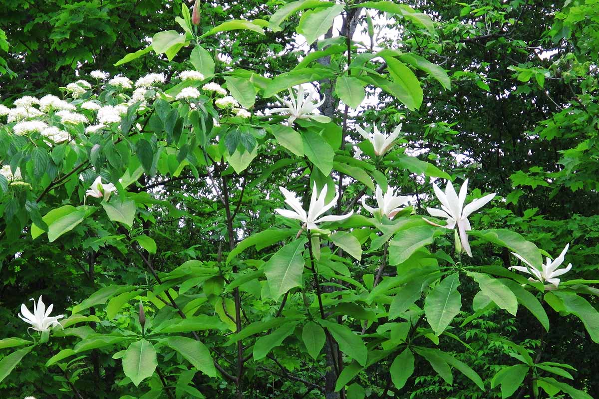 A horizontal photo of a magnolia tree with white flowers nestled in amongst other trees in a forest.