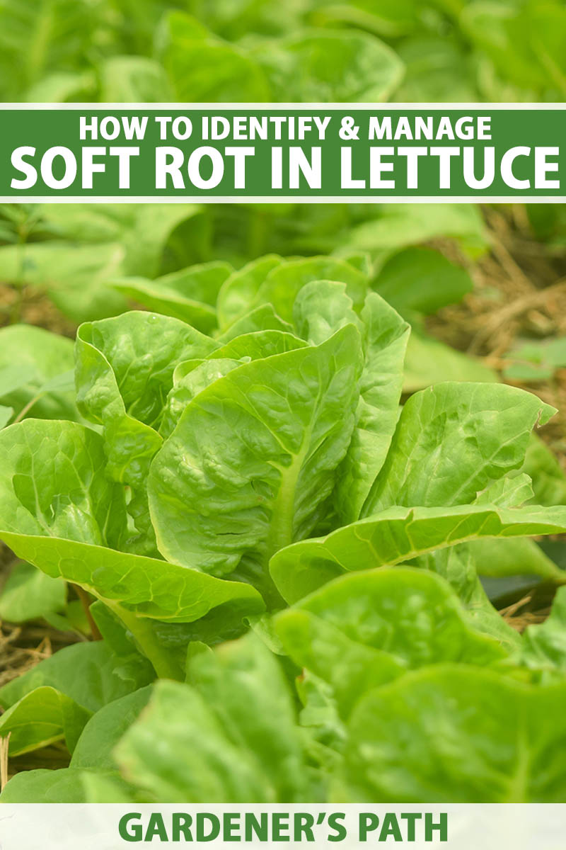 A vertical photo of lettuce plants in a garden bed. Green and white text span the center and bottom of the frame.