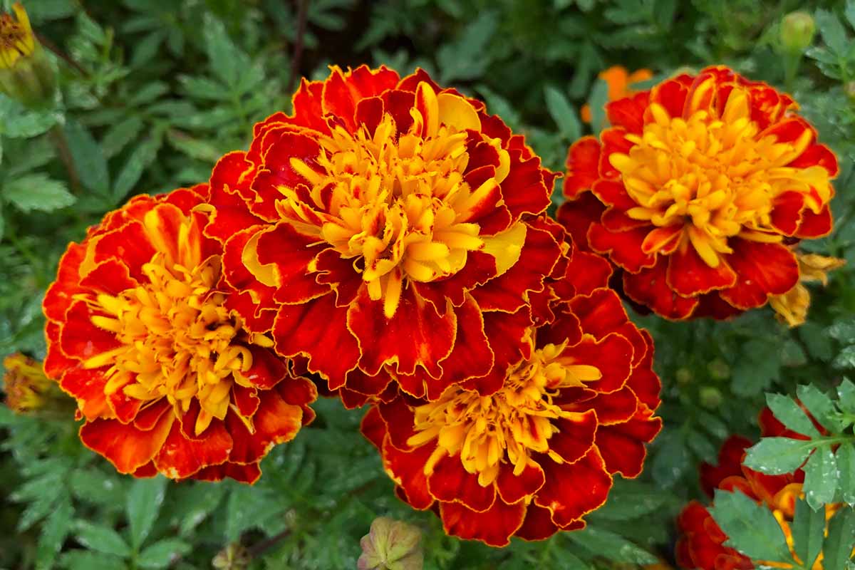 A close up horizontal image of red and yellow marigolds growing in the backyard with foliage in soft focus in the background.